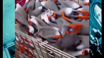 MÚSICAS COM ZUEIRAS!