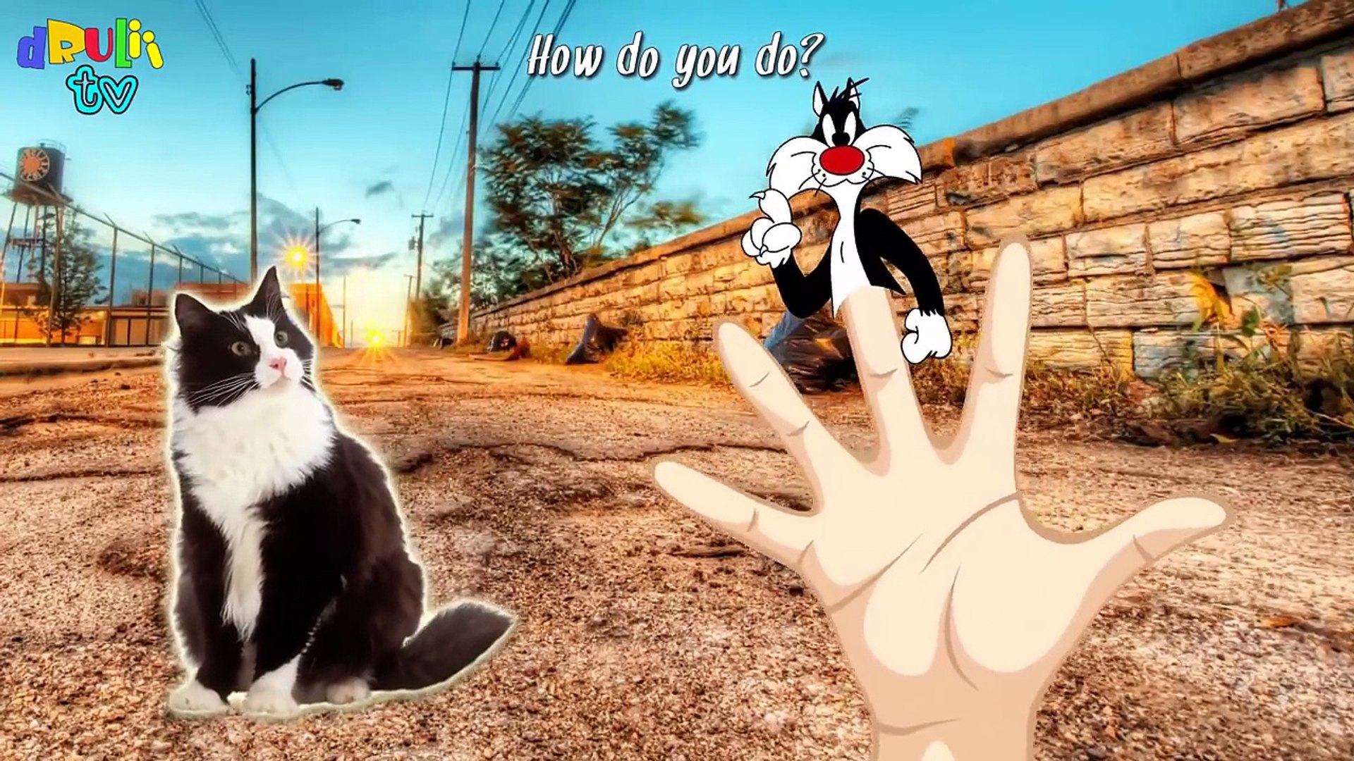 Finger Family - CAT FAMILY | Nursery Rhymes Animated cartoons for kids