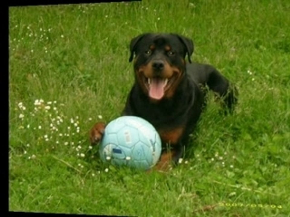 La vidéo des rotts du forum