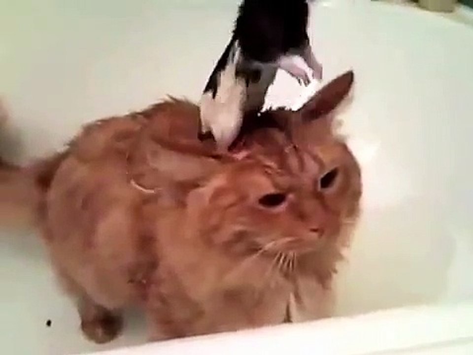 Кот и мыши в ванной)