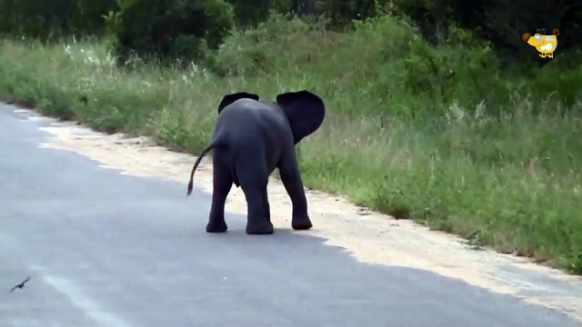 СЛОНЕНОК против ПТИЦЫ Слоненок смешно играет с Птицами Смешные животные Приколы 2015