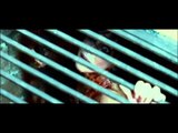 REC 3 Genesis - Bande annonce (VF)