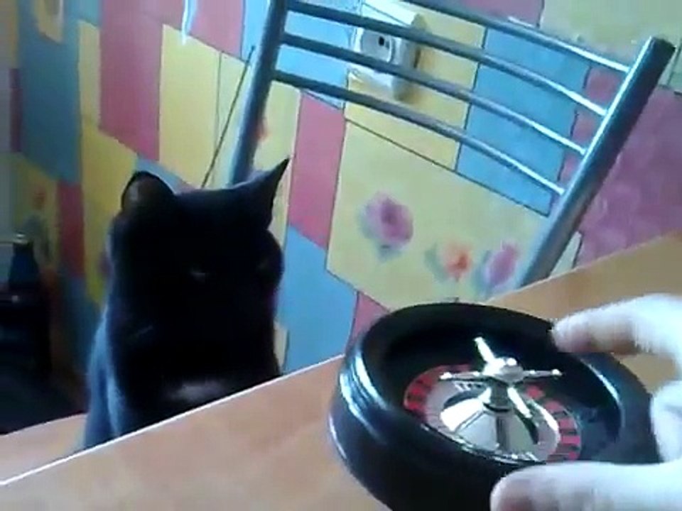 Кот играет в рулетку)