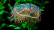 Top 10 Most Incredibly Colorful Ocean Creatures
