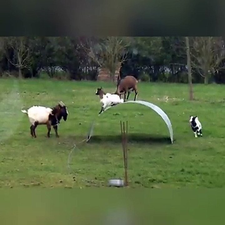 Funny Video
