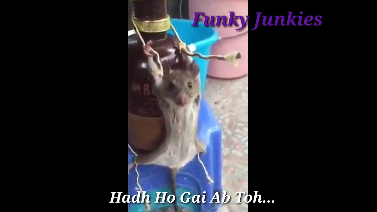 Funky Junkies