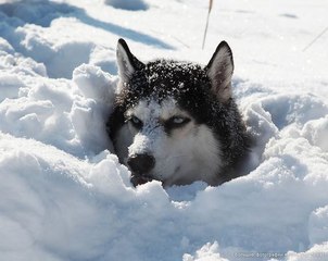 Husky Running in Snow - DoggyMan