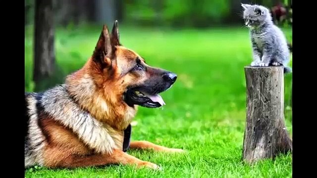 Ты не Поверишь! Живут как Кошка с Собакой!