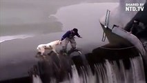 Ky njeri rrezikon jetën për ta shpëtuar qenin -o