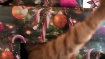 Коты и новогодняя елка