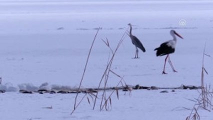 Su Kuşlarının Donan Gölde Yaşam Mücadelesi