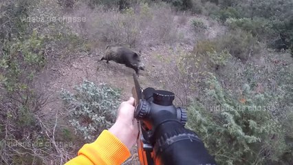 Sanglier plein poste maury