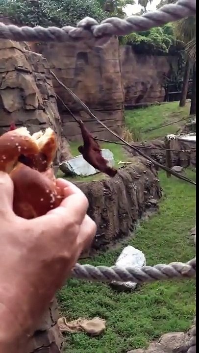 Cet Orang Outan a vraiment envie de manger ce Bretzel