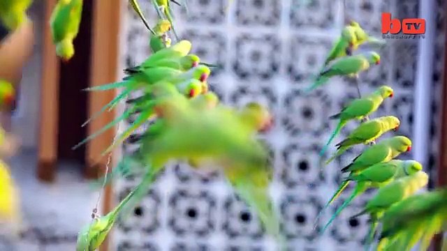 Cet Indien partage son toit avec des milliers de perruches !