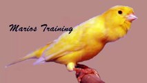 Canary singing training video - canary song