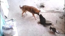 Cat Takes Her Kittens To Meet An Old Friend