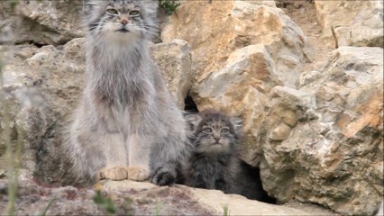 Pallas cat and kitten