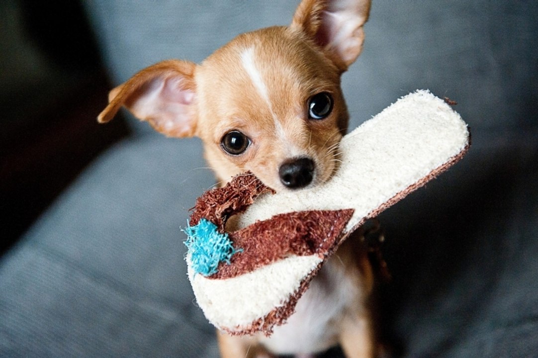 Dog Attacks Slipper - 80 - DoggyMan