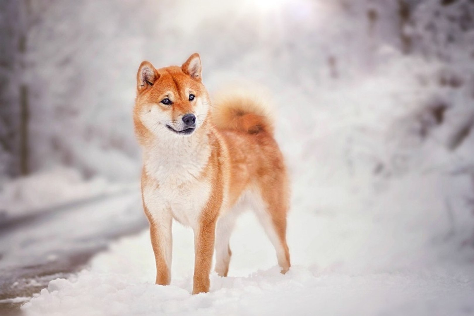 Akita Dog In Snow 79 Doggyman
