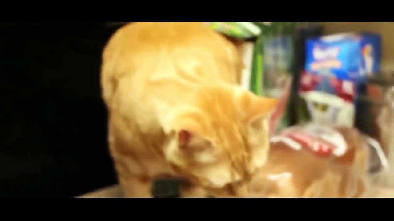 Приколы с котами #4