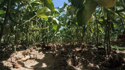 La filière soja en Saône et Loire : des performances en perspective