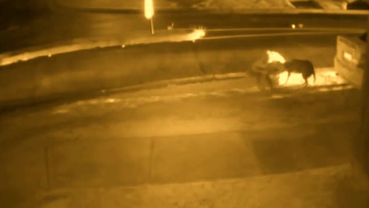 Cet homme protège son chien contre l'attaque de 2 autres chiens