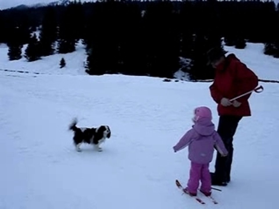 Obs cavalier king charles à la neige aux Rousses