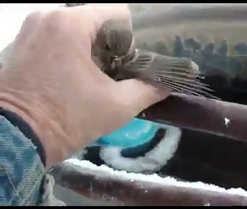 Un Uccellino era rimasto con le Zampe congelate e incollate ad un Tubo di Metallo, l'Uomo lo libera con il Fiato