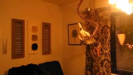 Çılgınlar Gibi Headbang Yapan Papağan