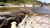Un chien sauve son pote dans une cascade