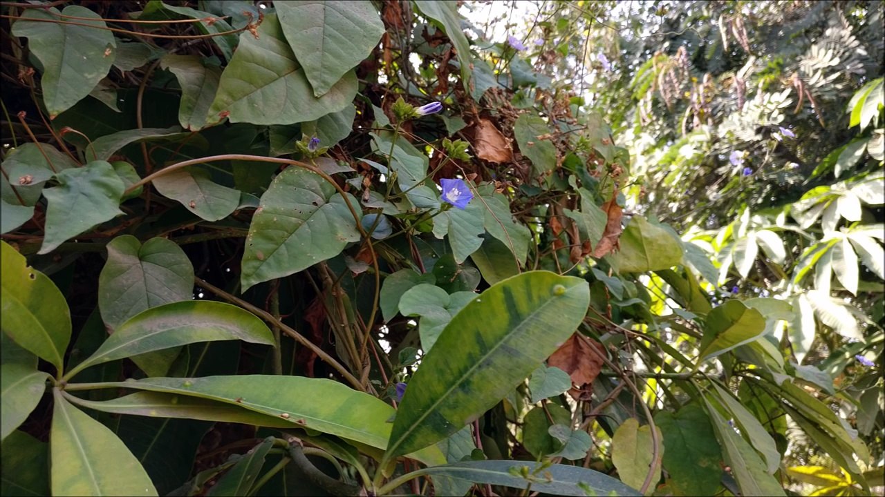 Nokia 6 Camera Sample