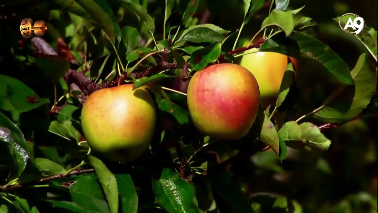 The names of Allah: Ar-Razzaq (The Provider)