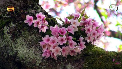 The names of Allah: Al-Alim (The All-Knowing)