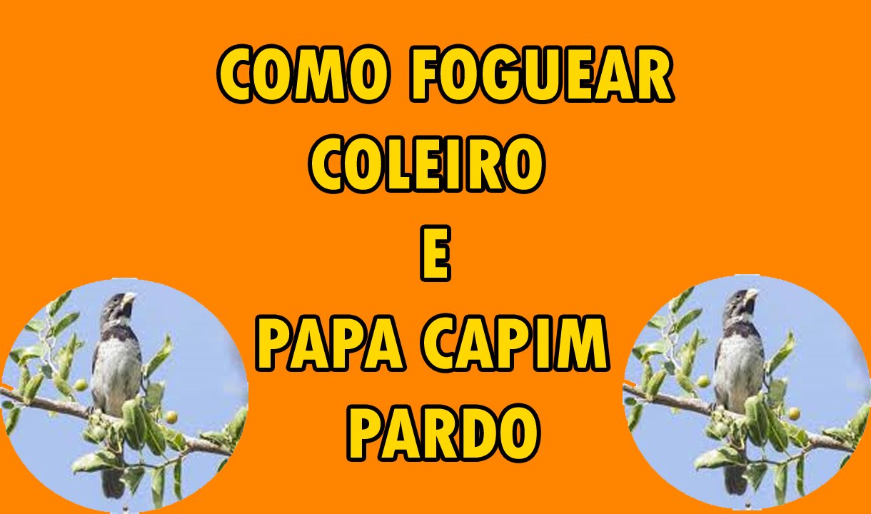 MANEJO COM COLEIRO PARDO