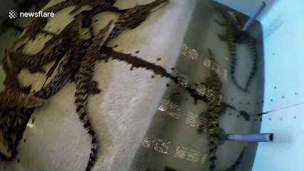 Young crocodile tries to attack GoPro