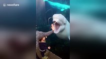 Twins play with Beluga whale at aquarium