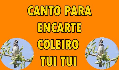 ENCARTE CANTO COLEIRO TUI TUI