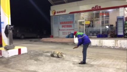 Erzurum Akaryakıt Istasyonunda Yiyecek Arayan Aç Tilkiyi Elleriyle Besledi