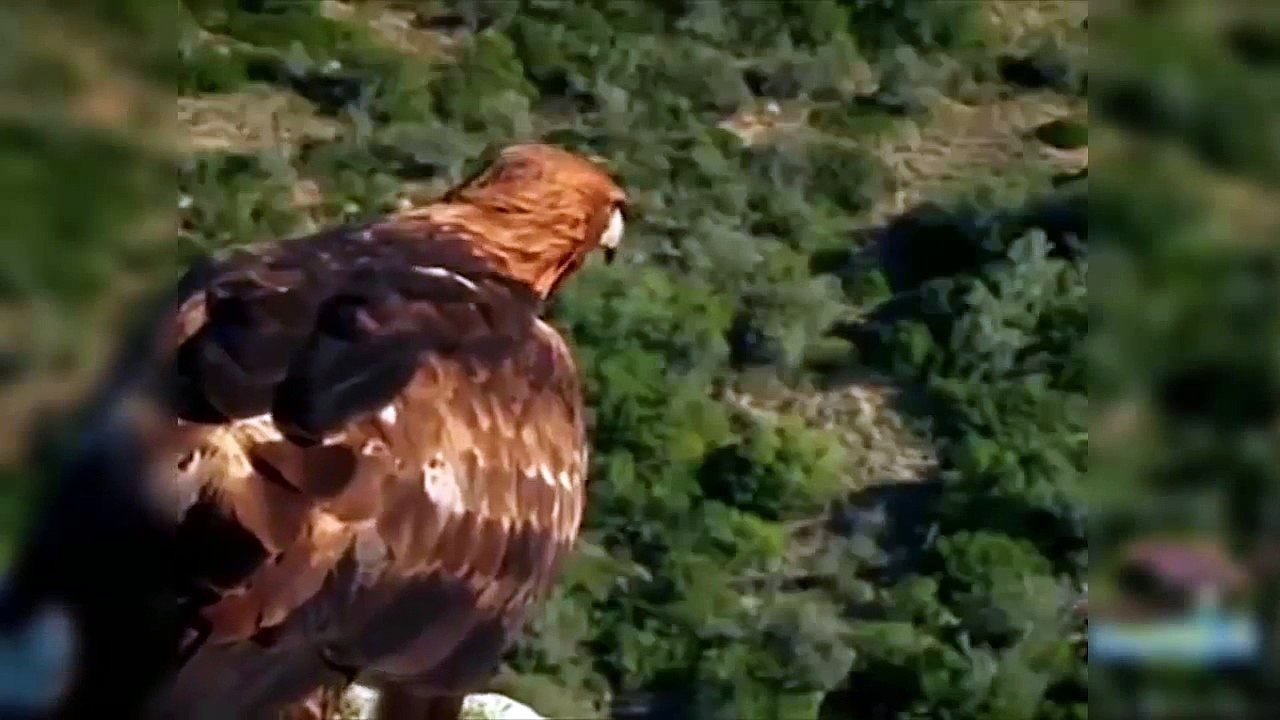 HUNTING ANIMAL   EAGLE HUNTING  GOAT, WOLF, RABBIT