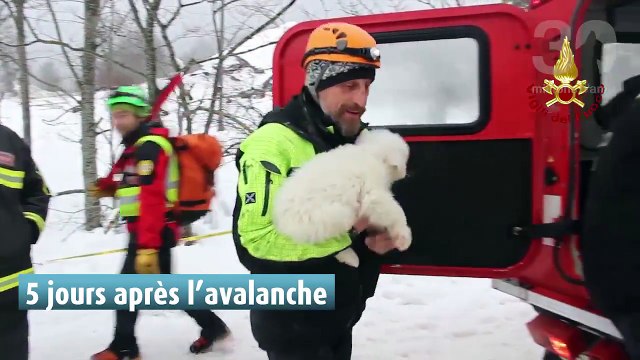 Avalanche en Italie : le magnifique sauvetage de trois chiots, retrouvés sains et saufs, redonne espoir aux secouristes.