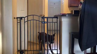 Un chien saute par-dessus un portail dans une maison