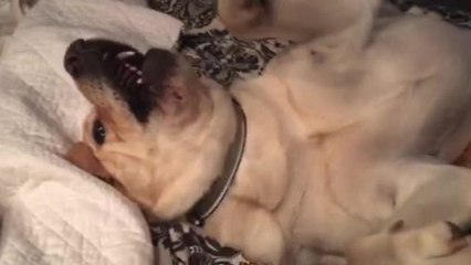 Attention-seeking Labrador demands to be loved