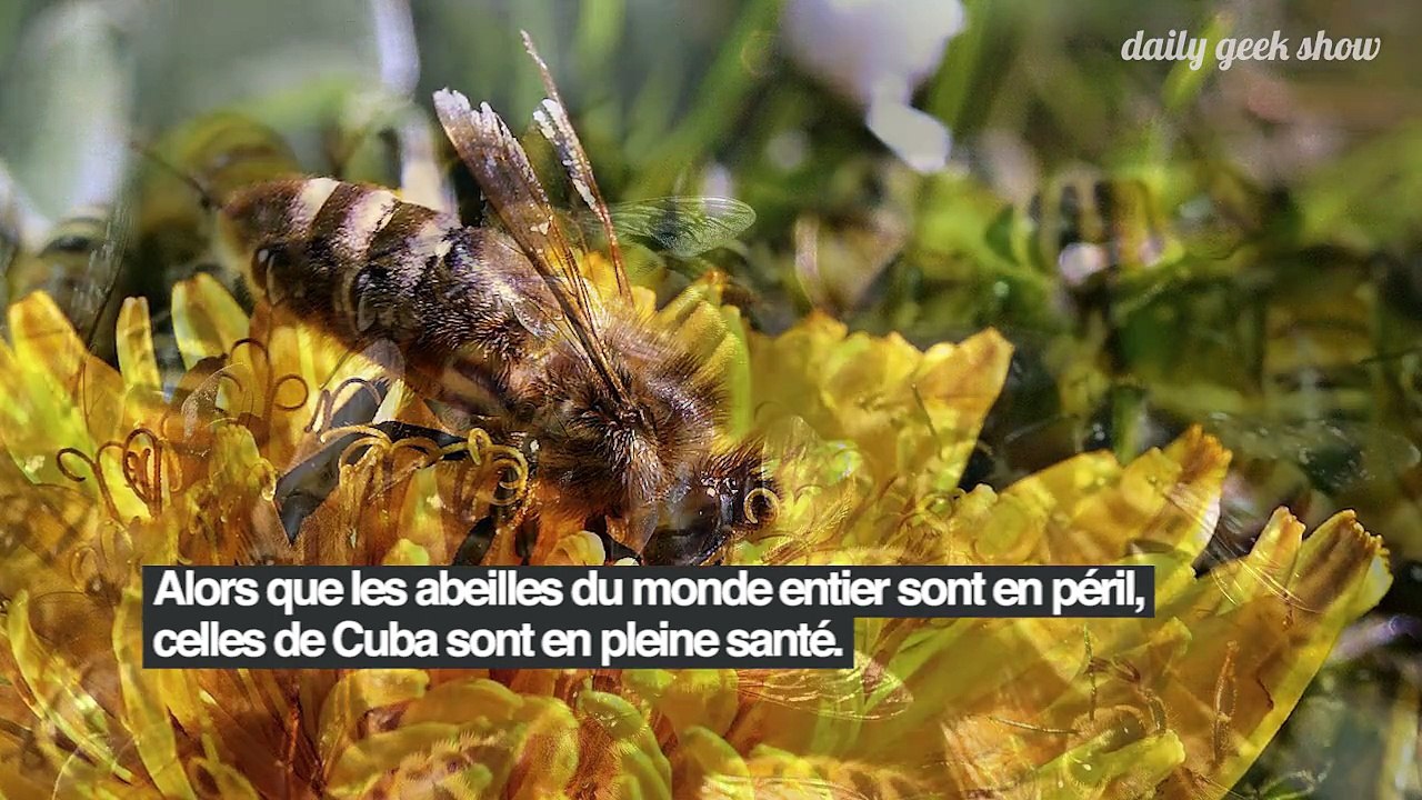 Cuba peut se vanter d'être le paradis des abeilles, une île bio où le miel coule à flot