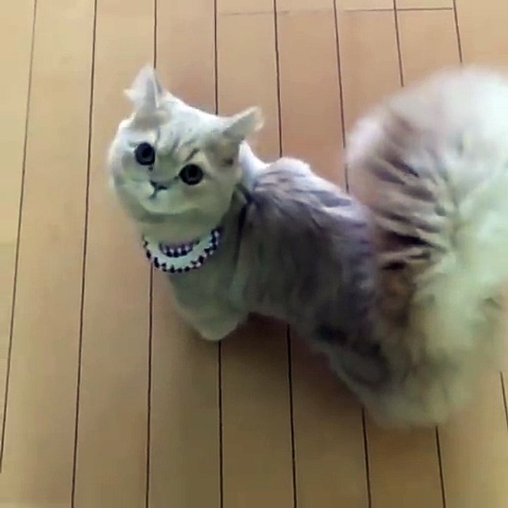 La queue en panache de ce chat est digne de celle d'un écureuil