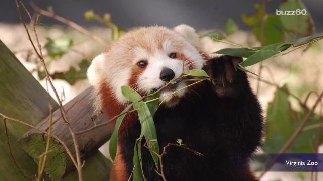 Red Panda Named Sunny Missing From Virginia Zoo