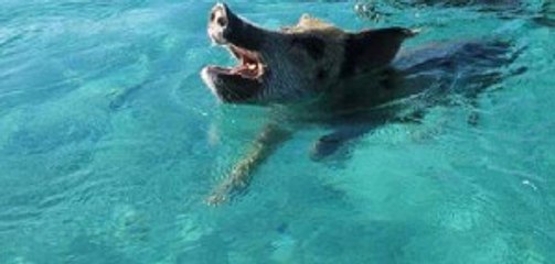 Bodrumlu Balıkçılar Denizin Ortasında Domuzla Karşılaştılar