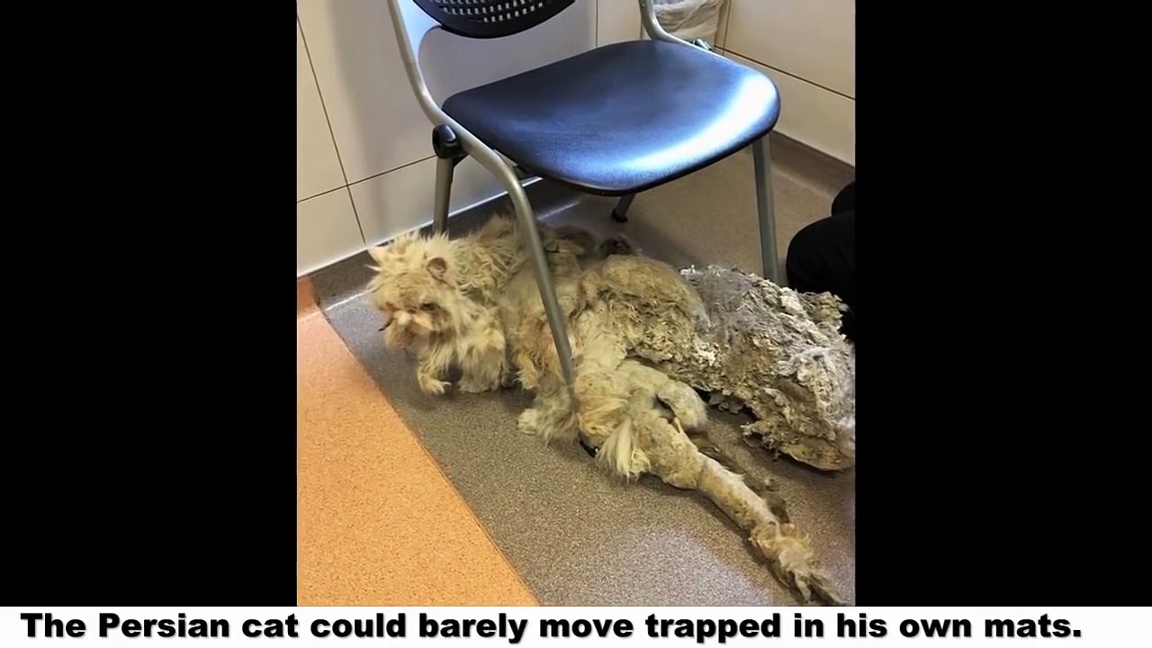 Rescuers Find Cat Dragging A Carpet, Then Shave Off 5 Pounds Of Fur And He Totally Transforms