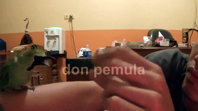 Cucak Ijo Dan Murai Batu Gacor Jinak dan Lulut