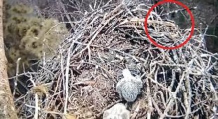 A câmara filmava a natureza… Mas acabou por filmar algo inacreditável que está a deixar o mundo de boca aberta!