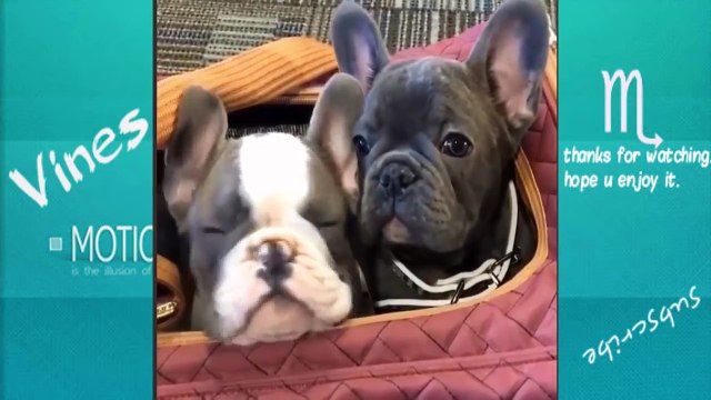 TRY NOT TO LAUGH-Funny and Cute Puppies Fails Compilation 2016 (Part2)